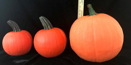 Pumpkin Medium