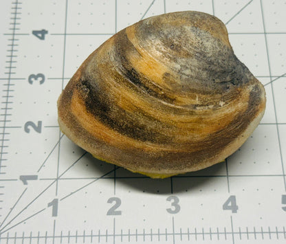 Clam