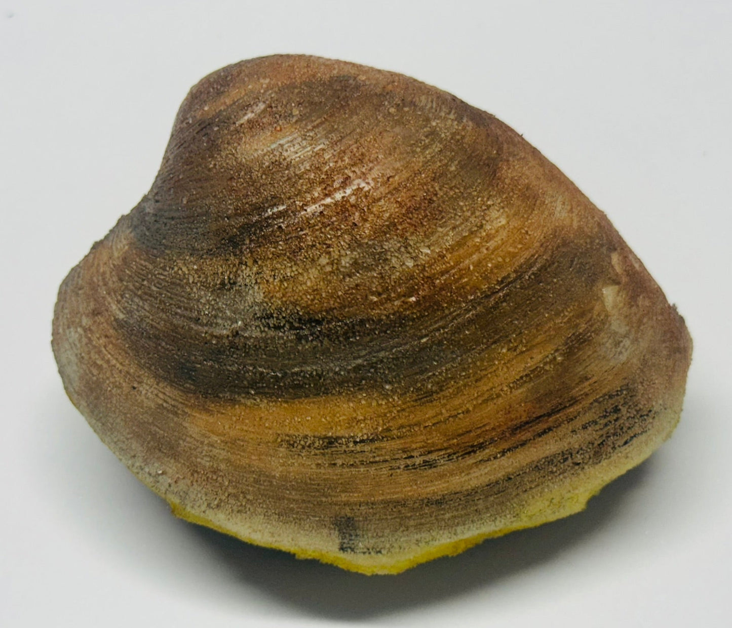 Clam