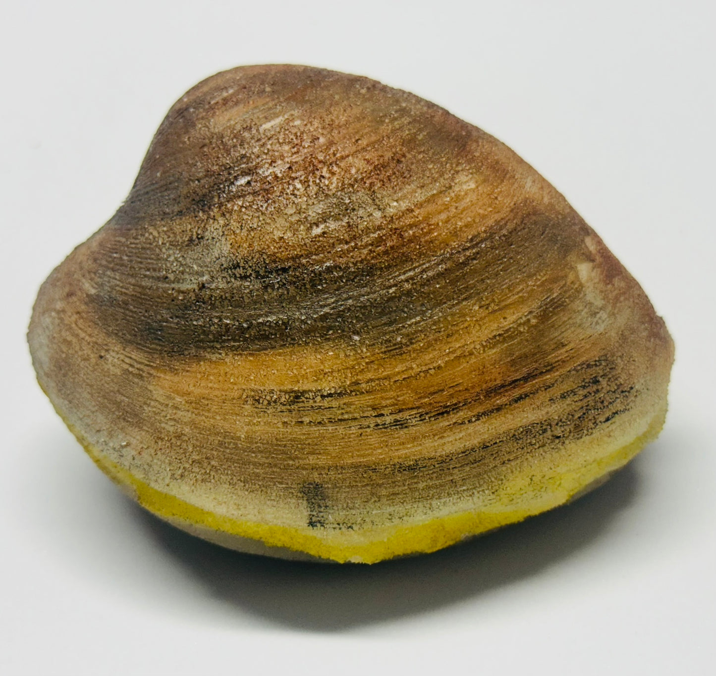 Clam