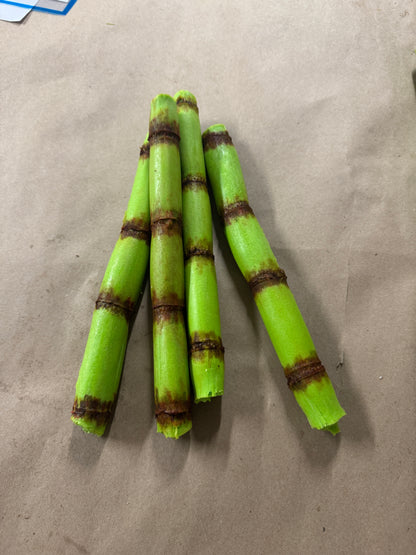 Sugarcane 2ct